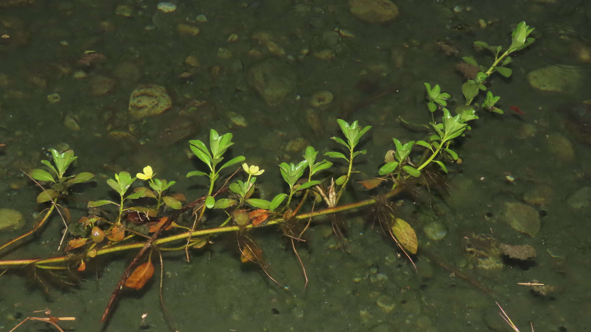 صورة Ludwigia taiwanensis C. I. Peng