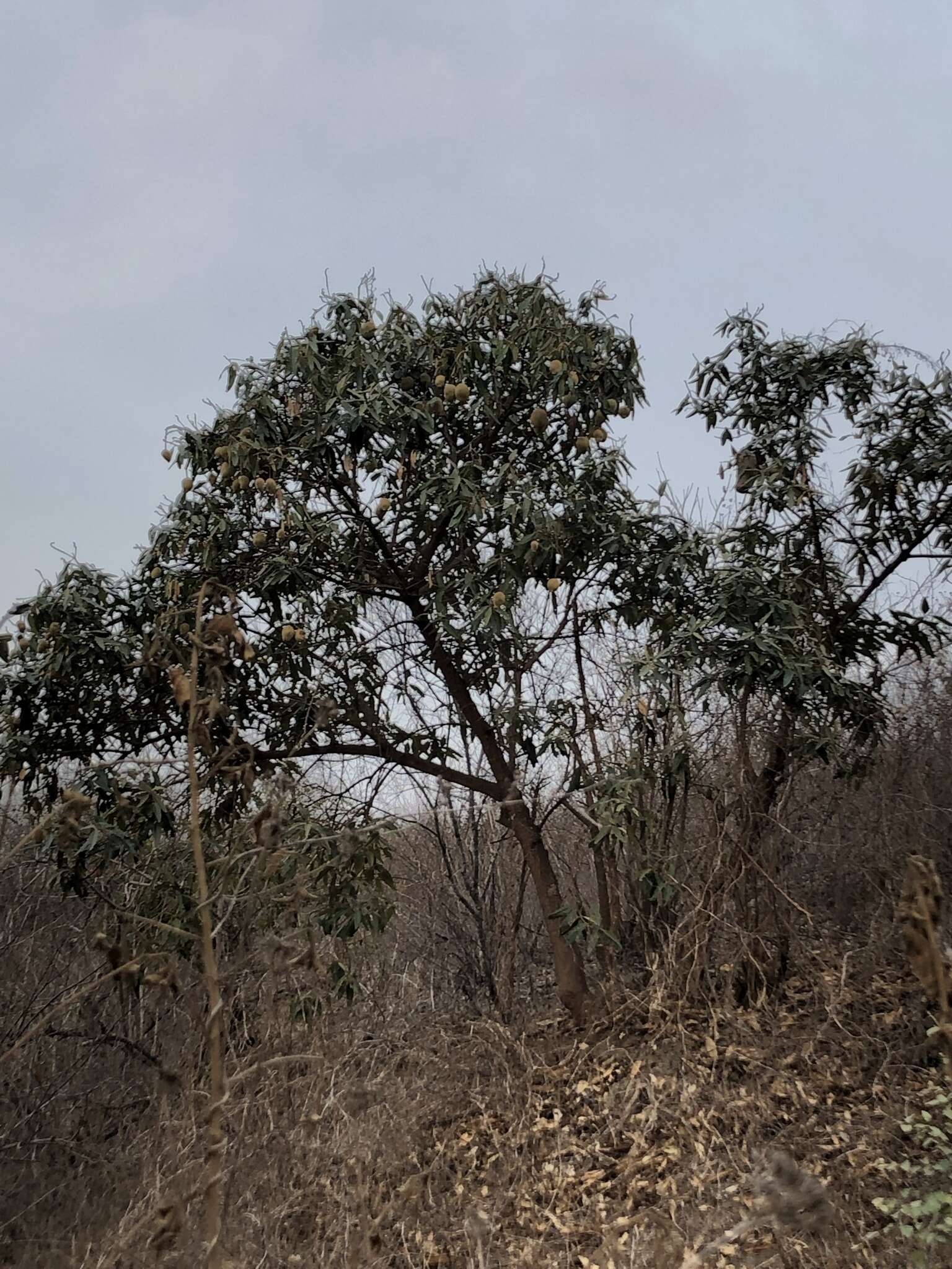 Image of Colicodendron scabridum (Kunth) Hutchinson