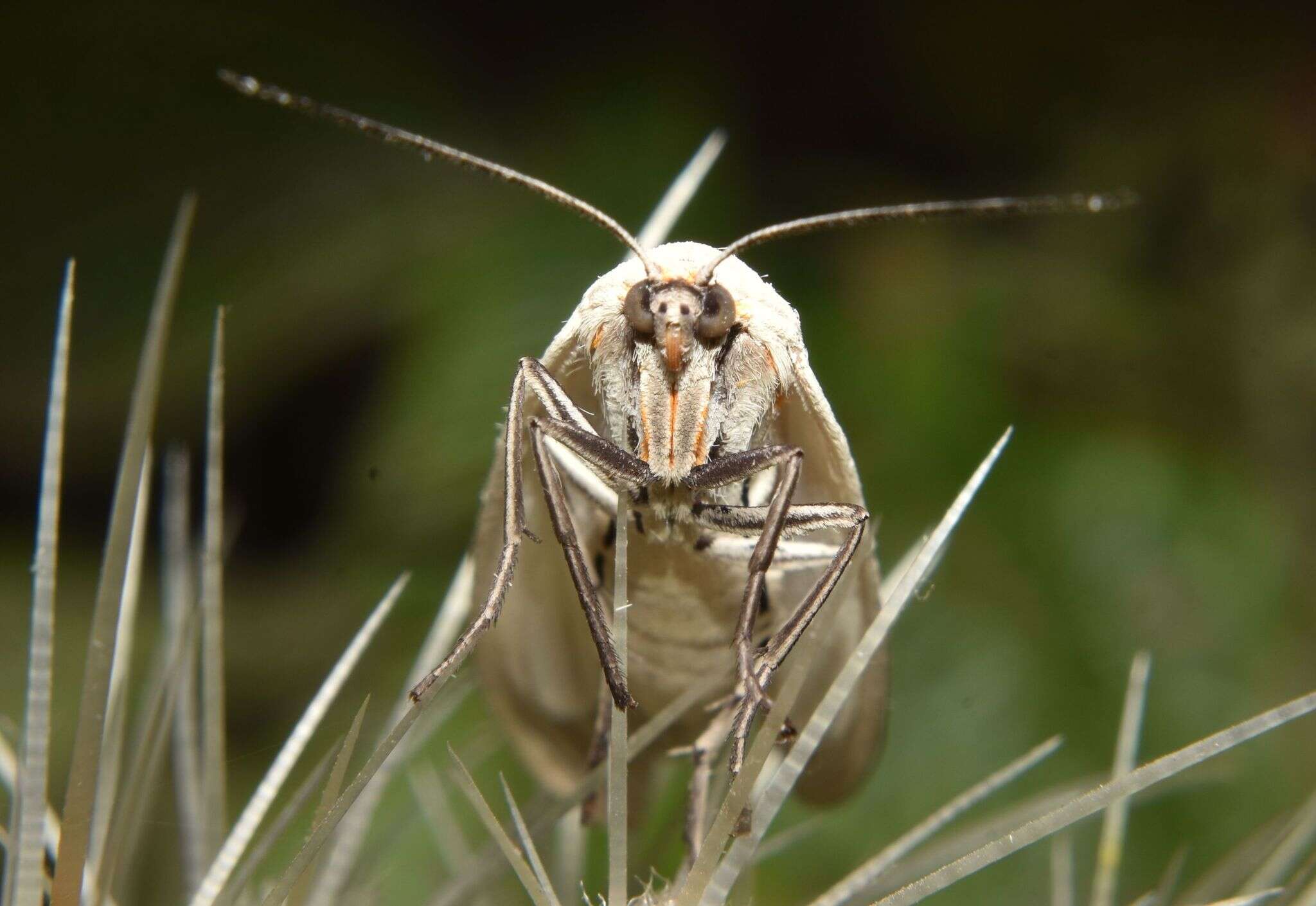 Image of Biturix rectilinea Burmeister 1878