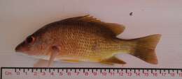 Image of Amarillo snapper