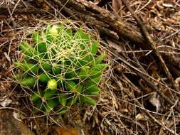 صورة Mammillaria decipiens subsp. camptotricha (Dams) D. R. Hunt