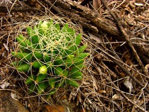 صورة Mammillaria decipiens subsp. camptotricha (Dams) D. R. Hunt