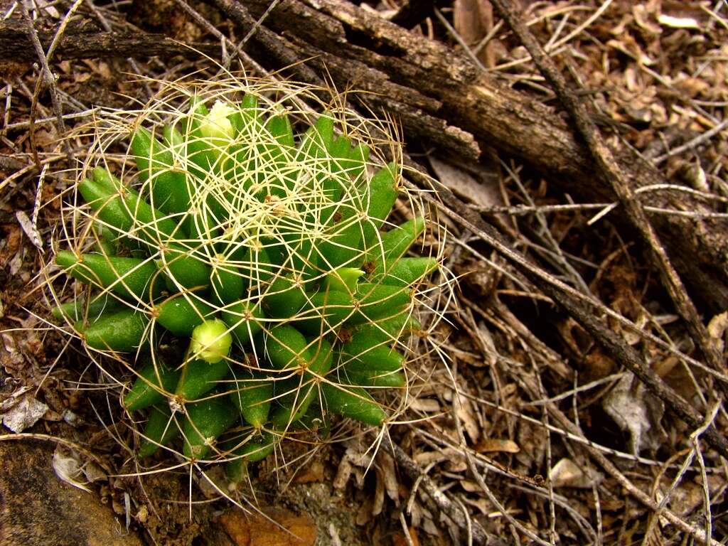 صورة Mammillaria decipiens subsp. camptotricha (Dams) D. R. Hunt