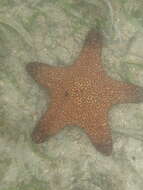 Image of Blunt Arm Sea Star