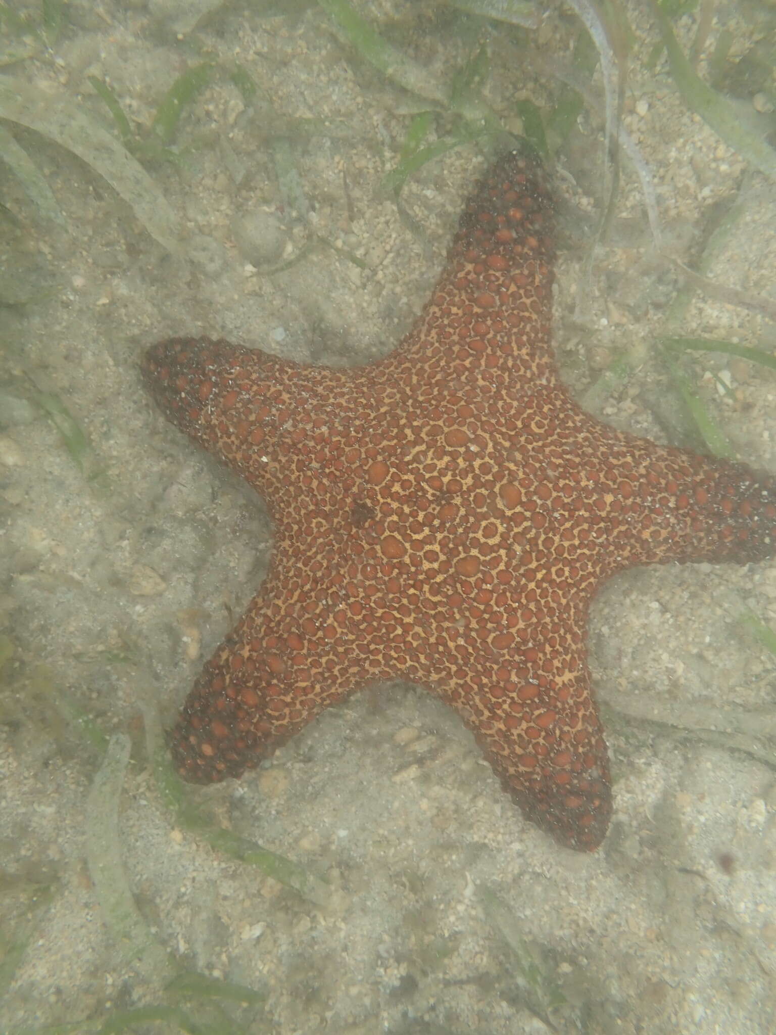 Image of Blunt Arm Sea Star