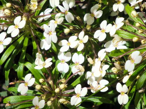 Stylidium caespitosum R. Br. resmi