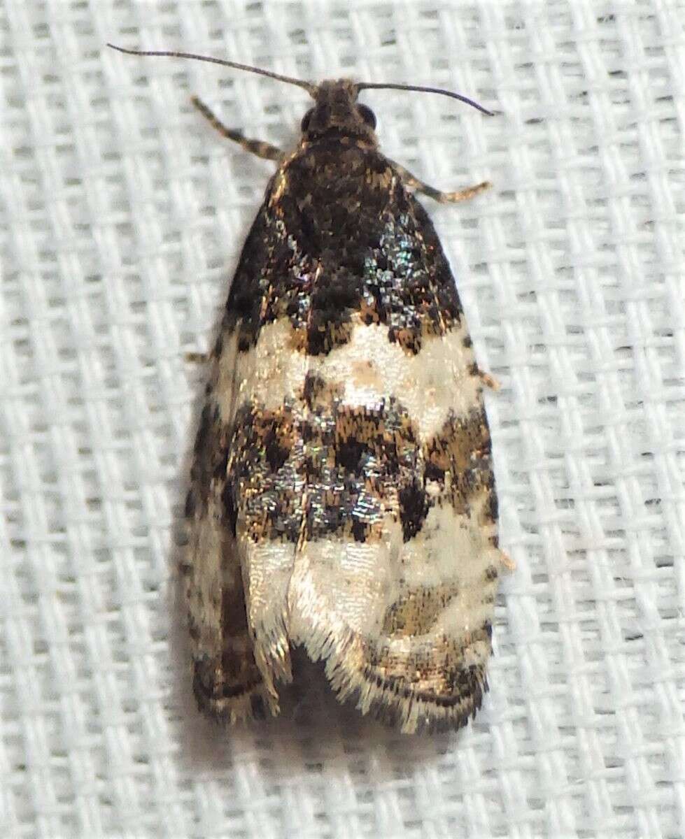 Olethreutes bipartitana Clemens 1860 resmi