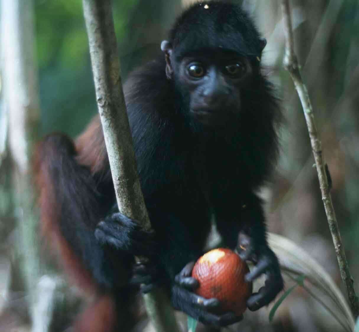 Image of Cacajao hosomi Boubli, Silva, Amado, Hrbek, Pontual & Farias 2008