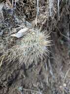 Image of Echinocereus russanthus subsp. weedinii Leuck ex W. Blum & Mich. Lange