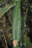 Image of Anthurium bakeri Hook. fil.