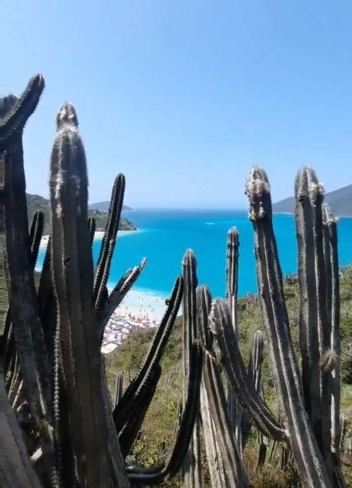 Imagem de Pilosocereus ulei (K. Schum.) Byles & G. D. Rowley