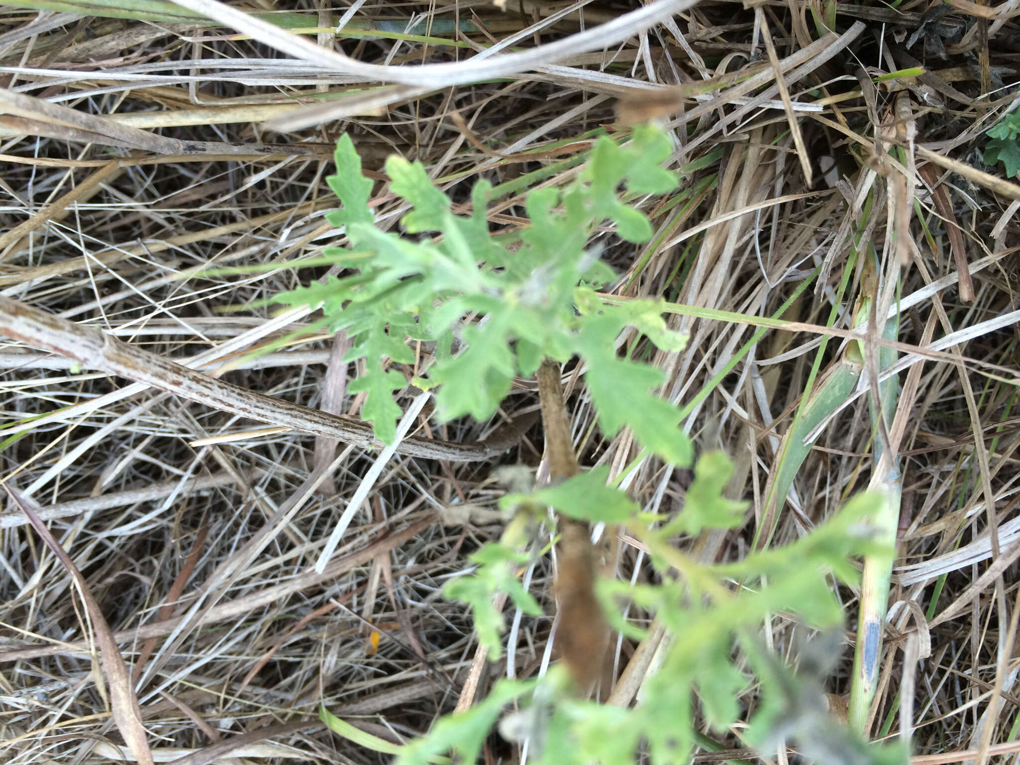 Image of Cuman ragweed