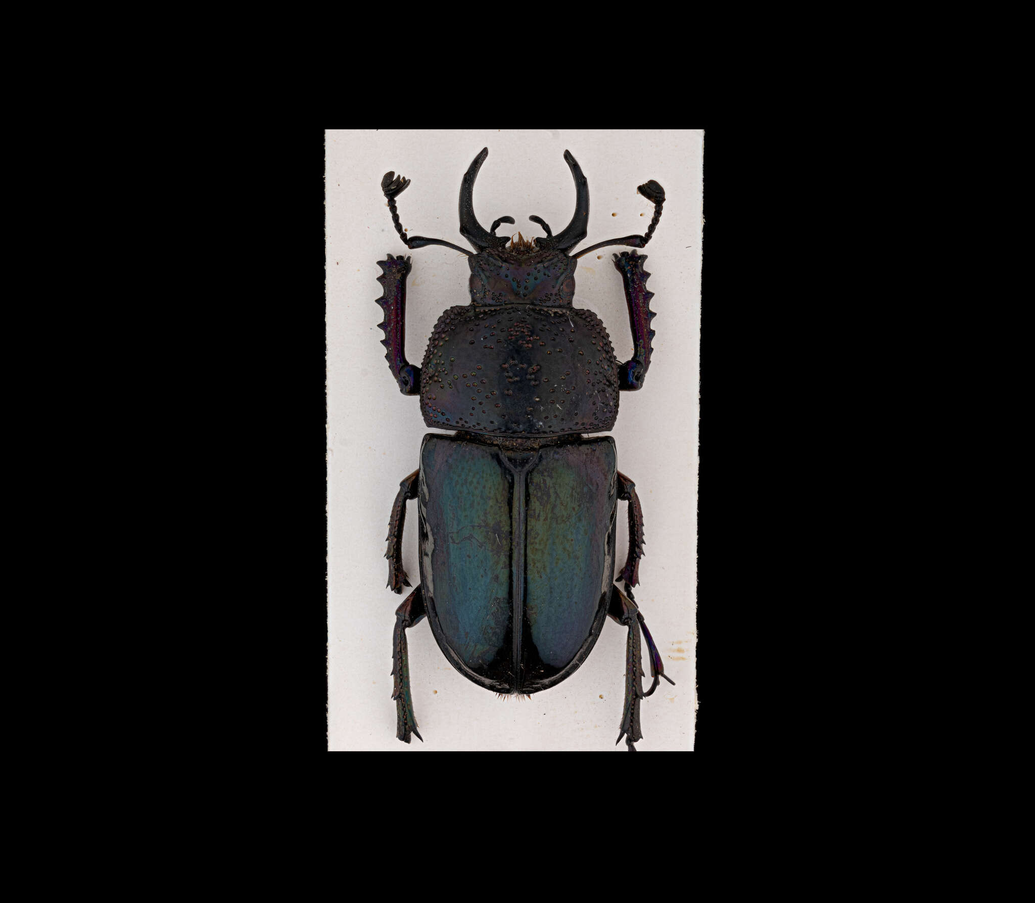 Image de Streptocerus speciosus Fairmaire 1850