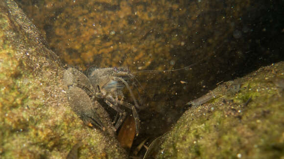 Image of bristled river shrimp