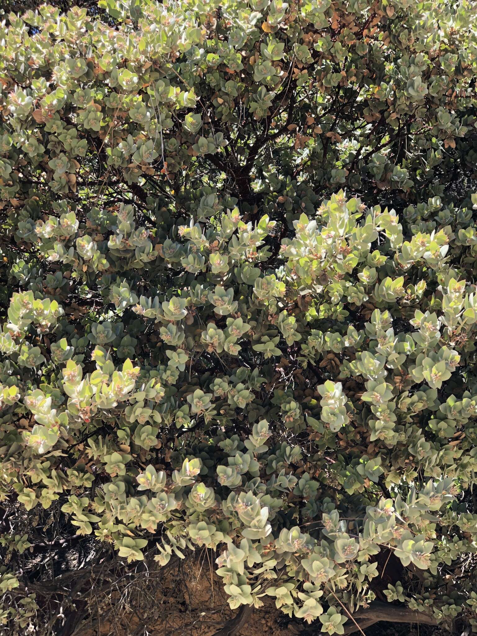 Imagem de Arctostaphylos luciana P. V. Wells