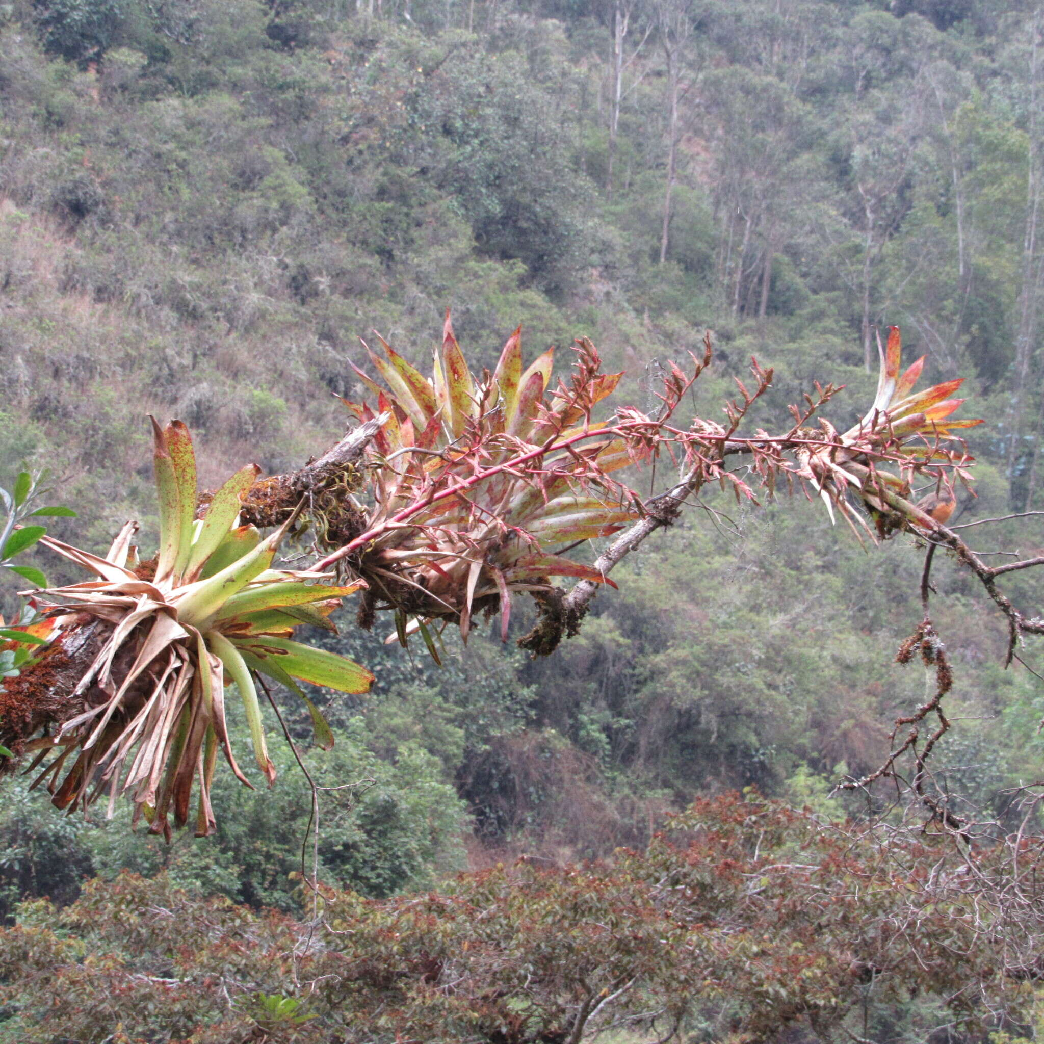 Image of Tillandsia tovarensis Mez