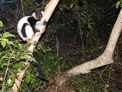 Image of Black-and-white Ruffed Lemur