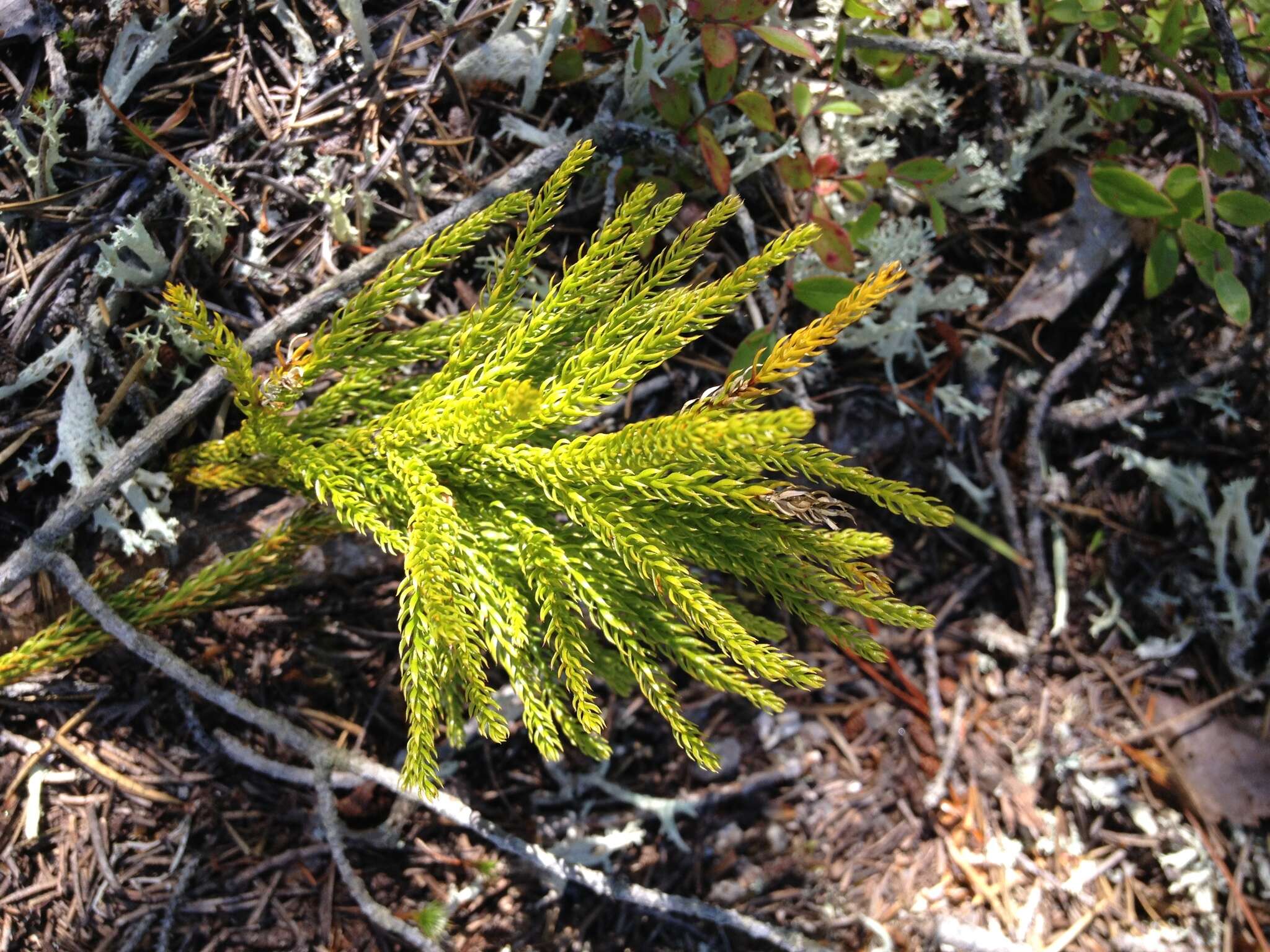 Imagem de Dendrolycopodium hickeyi (W. H. Wagner, Beitel & R. C. Moran) A. Haines