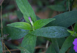 Ruellia jussieuoides Schltdl.的圖片