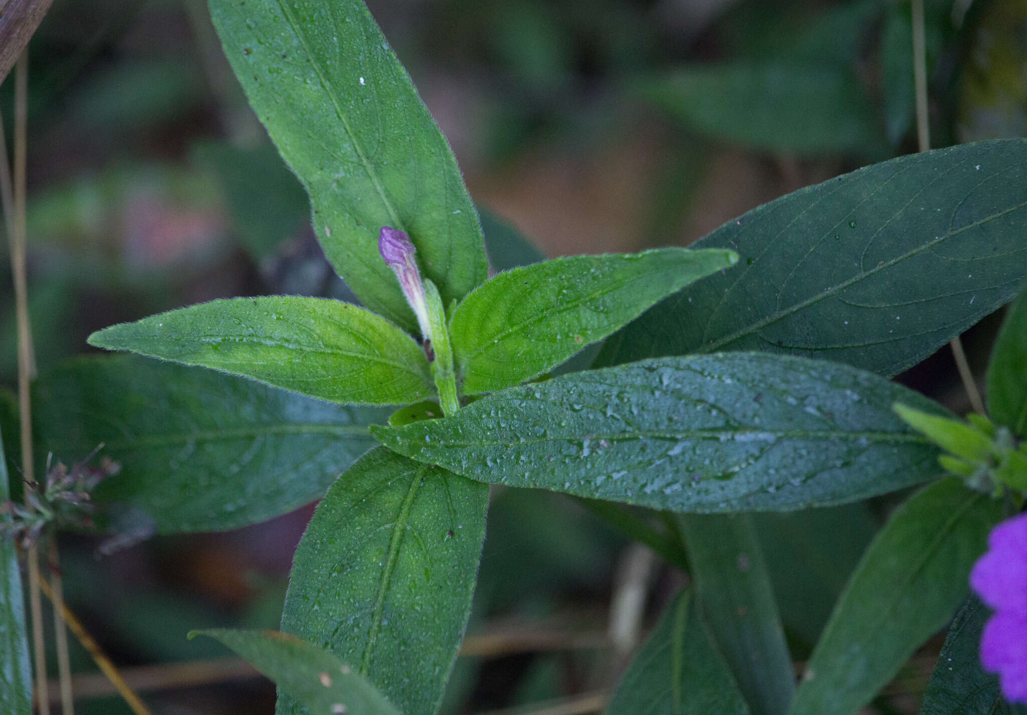 Imagem de Ruellia jussieuoides Schltdl.