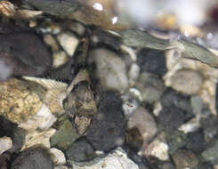 Image of Tidepool sculpin