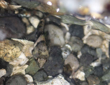 Image of Tidepool sculpin