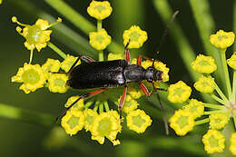 Image of Grammoptera subargentata (Kirby 1837)