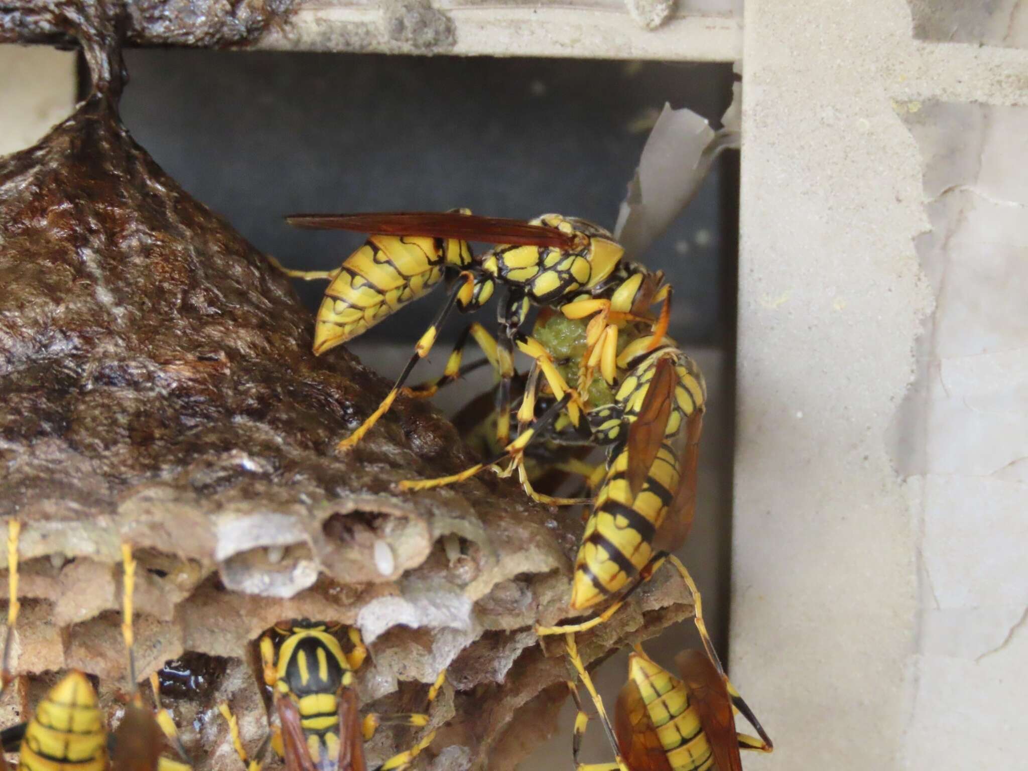 Image of Polistes rothneyi Cameron 1900