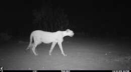 Image of Northwest African Cheetah