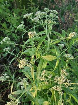 Image of thoroughwort