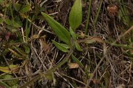 Image of Tridax angustifolia Spruce ex Benth. & Hook. fil.