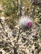 Imagem de Cirsium occidentale var. occidentale