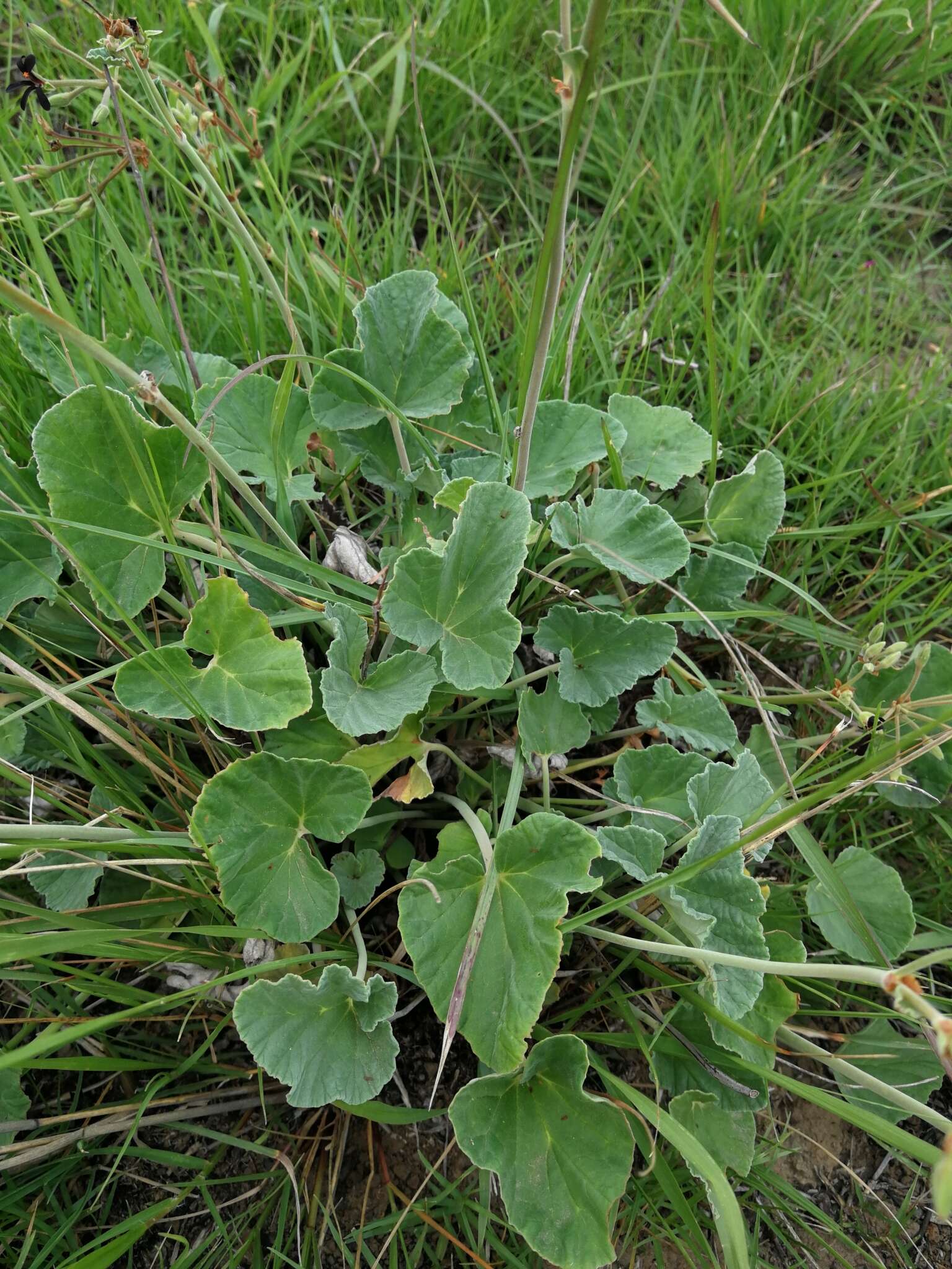 Image of Pelargonium sidoides DC.