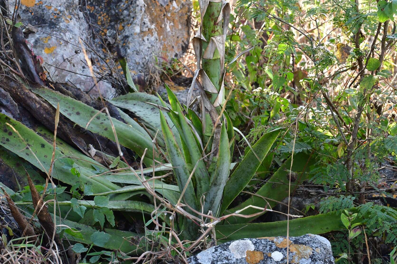 Image of Grijalva's agave