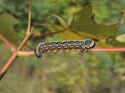 Plancia ëd Diprion similis (Hartig)