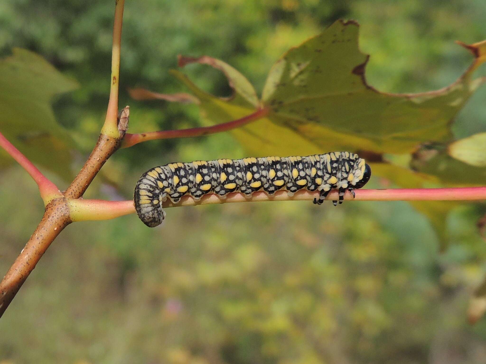 Image of Introduced Pine Sawfly