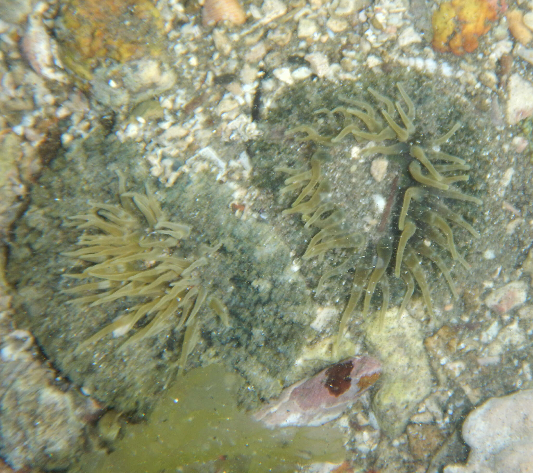 Image of collared sand anemone