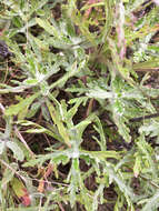 Image of Eriophyllum lanatum var. lanatum