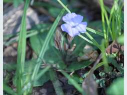 Sivun Brunoniella acaulis (R. Br.) Bremek. kuva