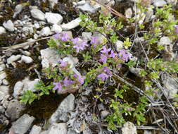 Image of Thymus glabricaulis