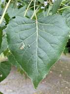 Image of Stigmella populetorum (Frey & Boll 1878) Wilkinson et al. 1979