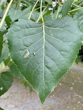 Image of Stigmella populetorum (Frey & Boll 1878) Wilkinson et al. 1979