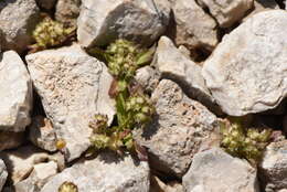 Image of Valerianella discoidea (L.) Loisel.