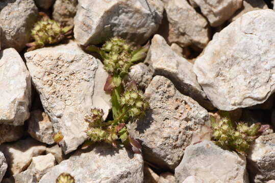 صورة Valerianella discoidea (L.) Loisel.