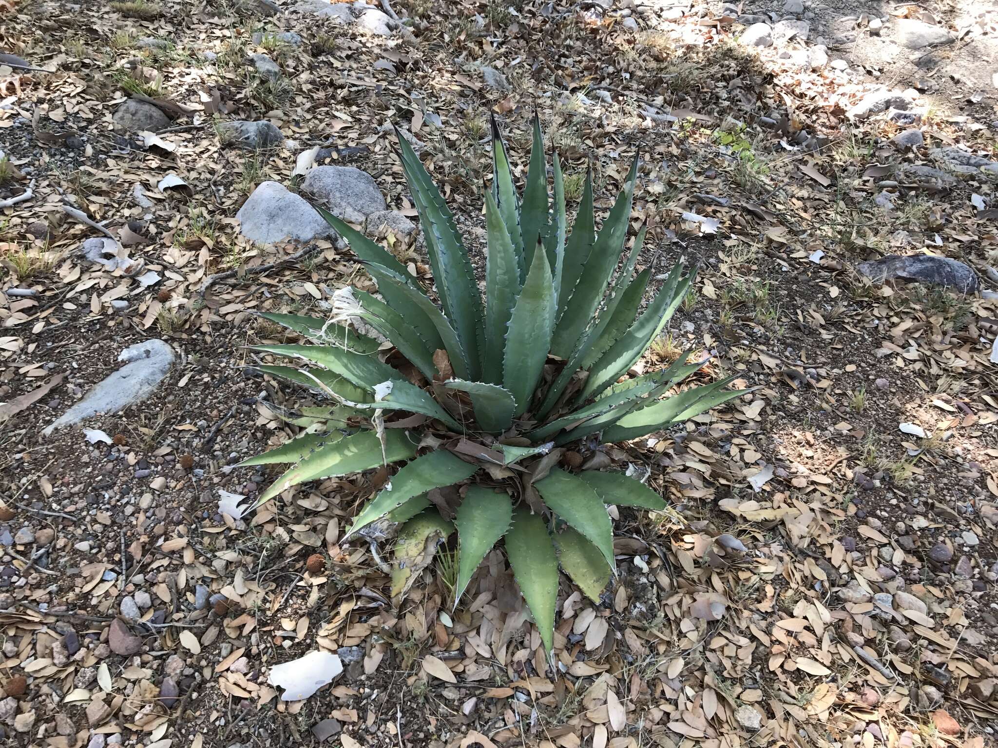 Image of Agave shrevei Gentry