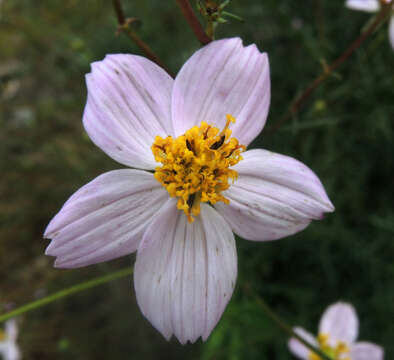 Image of Cosmos landii Sherff