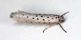 Image of <i>Yponomeuta sedella</i>