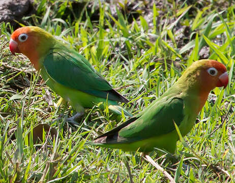 Image of Lilian's Lovebird