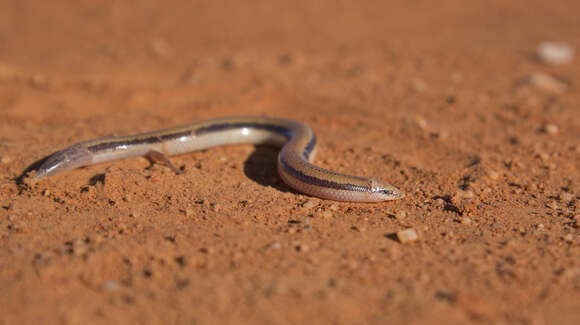 Image of Southern Sandslider