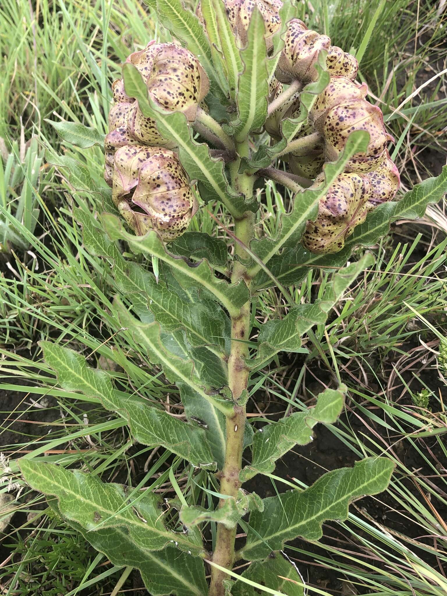 Image of Pachycarpus grandiflorus subsp. grandiflorus